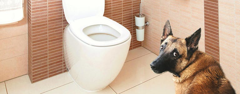 How to Train a Large Dog to Use the Toilet